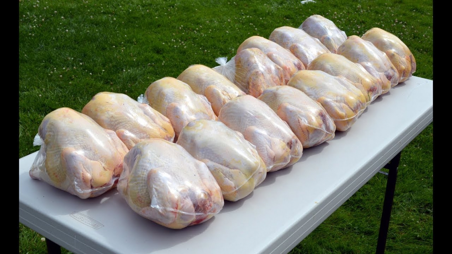 Poultry (Chicken & Turkey) Shrink Bags